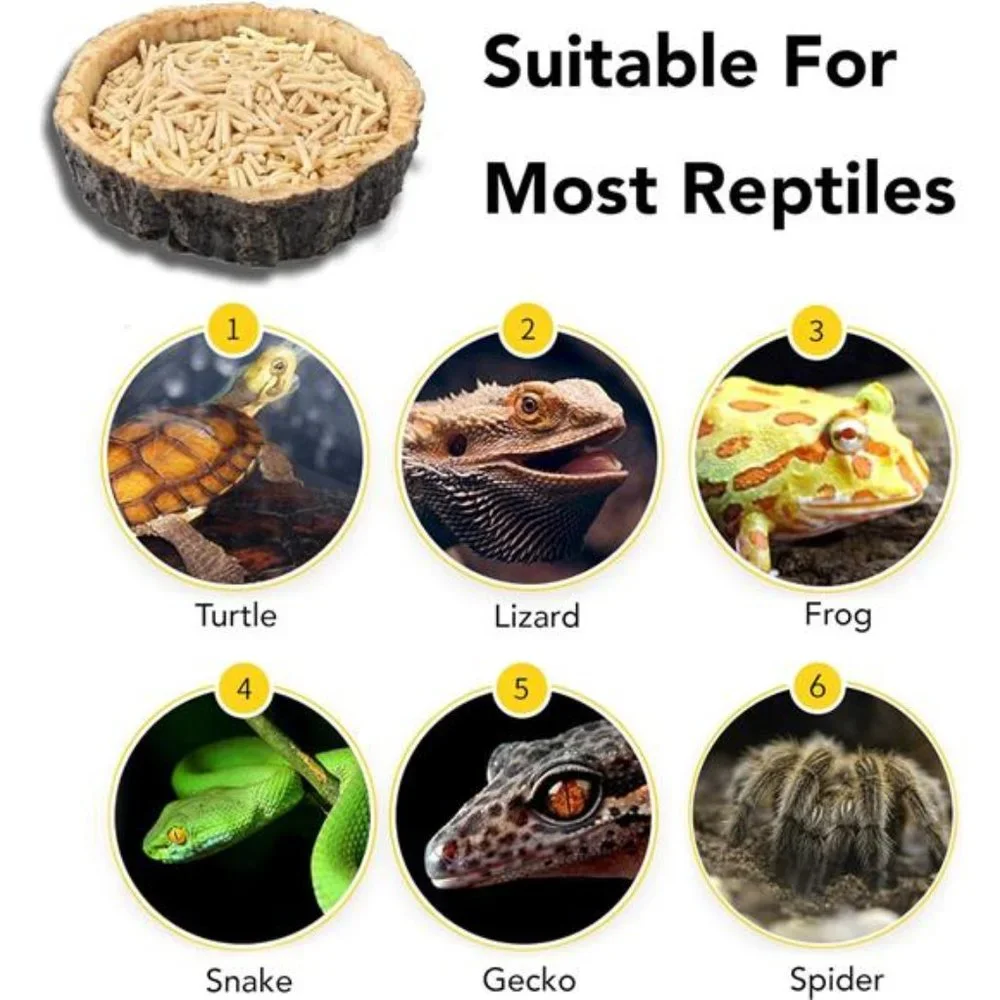 2 Pack Reptile Water and Food Bowls, Novelty Food Bowl for Lizards, Young Dragon